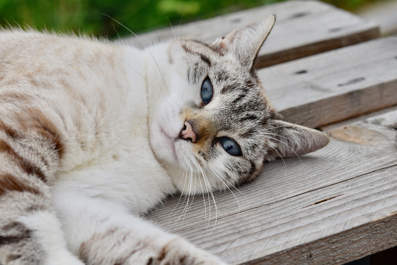 How to Help Your Pet Stay Hydrated